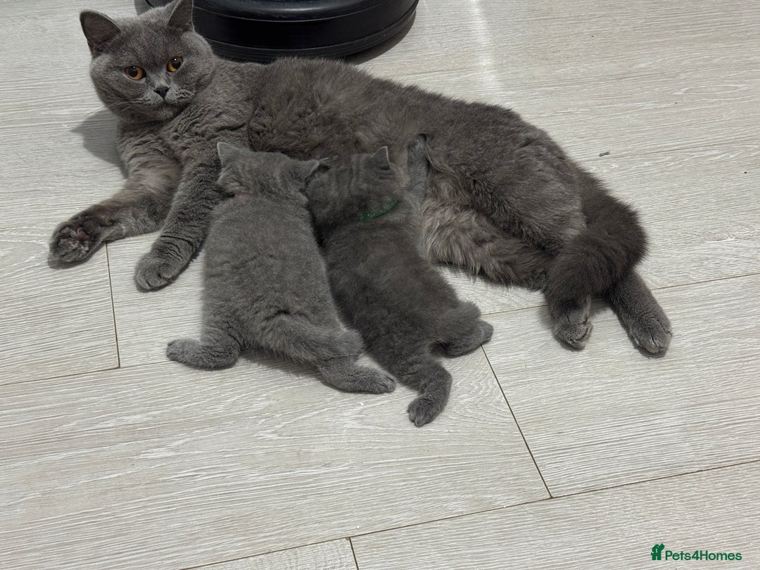 British Shorthair cats for sale: Gorgeous little bundles of joy!  - Advert 9