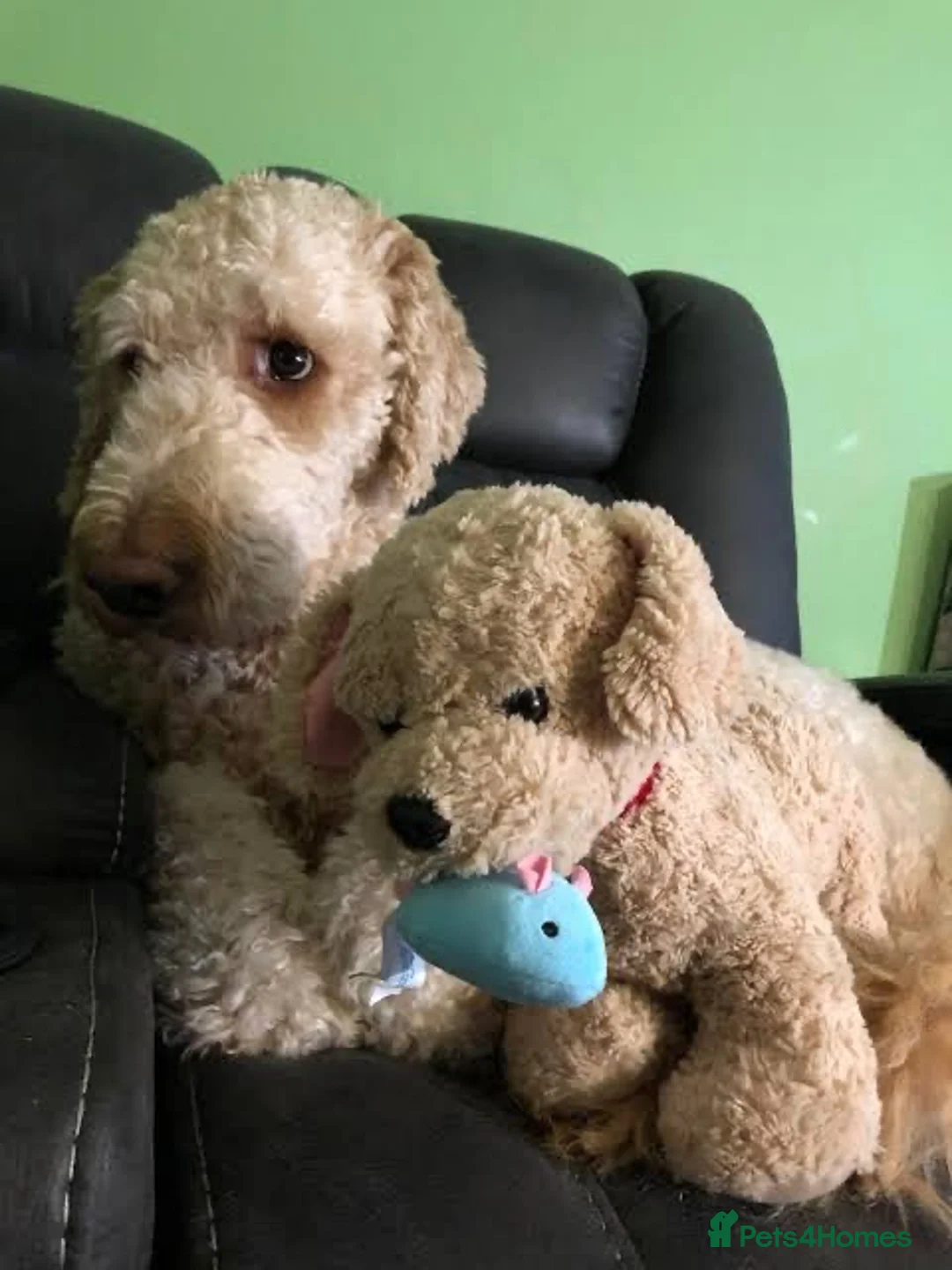 Labradoodle dogs for sale: Stunning labradoodle - Advert 1