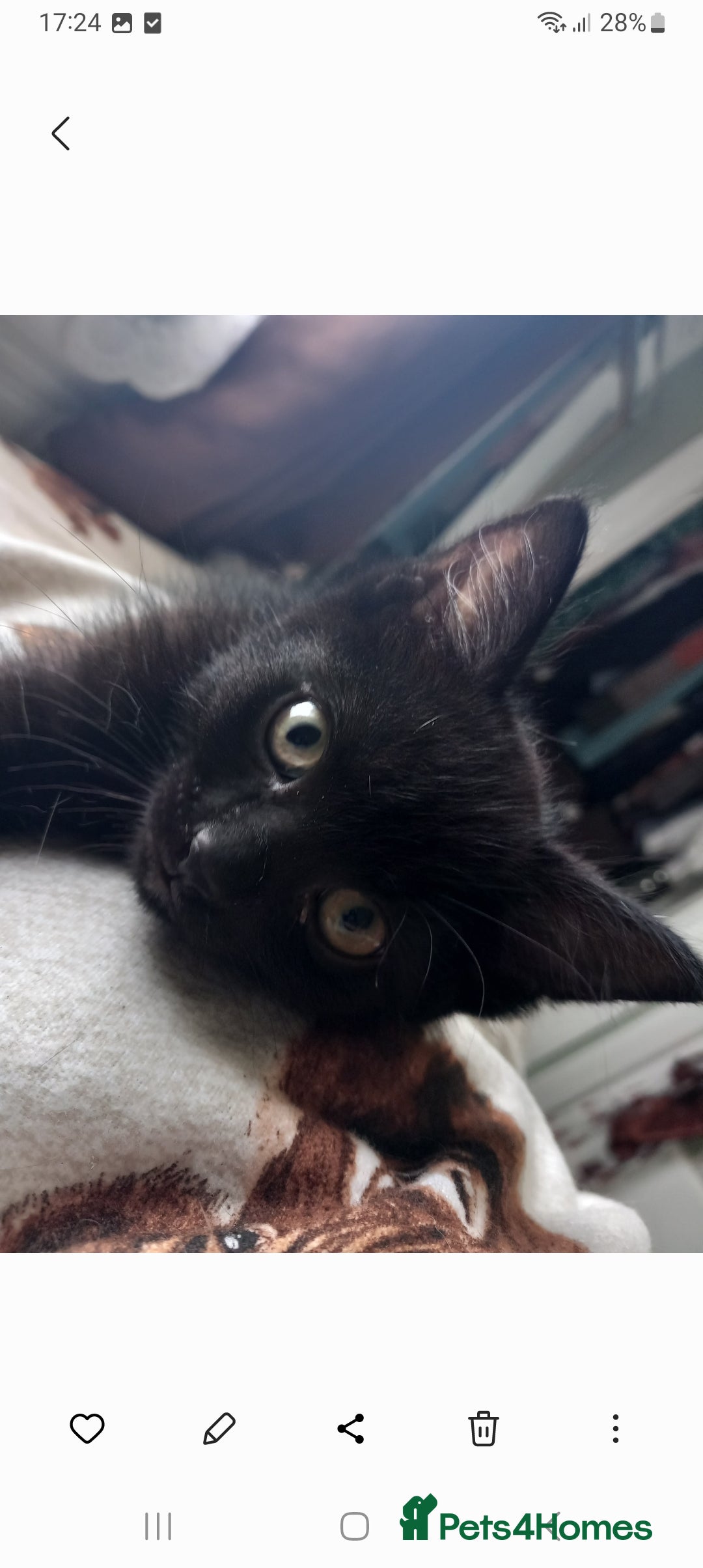Domestic Shorthair cats for sale: Full of beans 12 week old kitten - Image 2