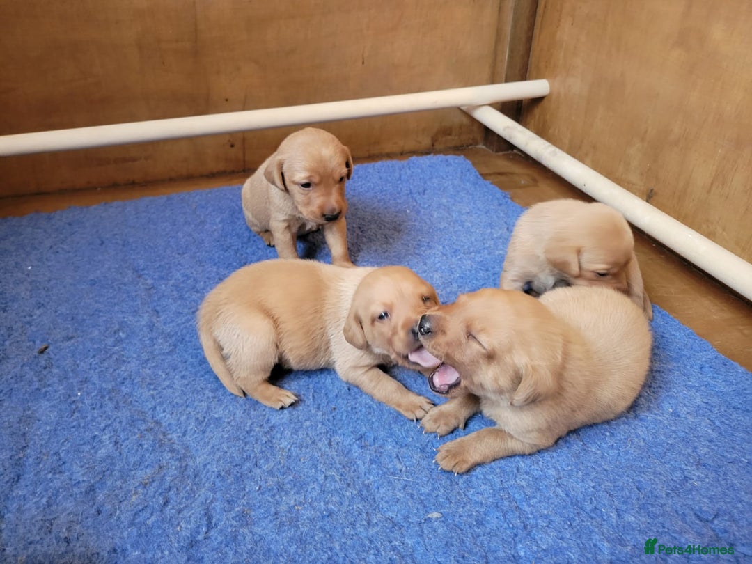 Labrador Retriever dogs for sale: Red Fox Labrador Puppies–Ready from 26th September - Image 27