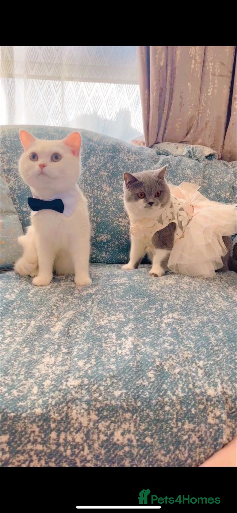 British Shorthair cats British short hair kitten🥰❤️ - Advert 1