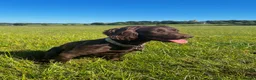 Cocker Spaniel dogs for sale: KC Working Cocker Spaniel Pups - Liver/Chocolate in Wimborne - Advert 2
