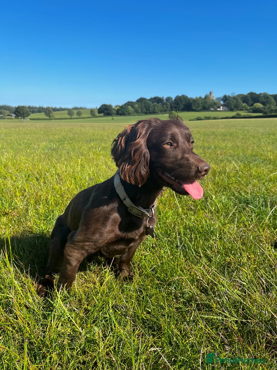 Cocker Spaniel dogs for sale: KC Working Cocker Spaniel Pups - Liver/Chocolate in Wimborne - Advert 2