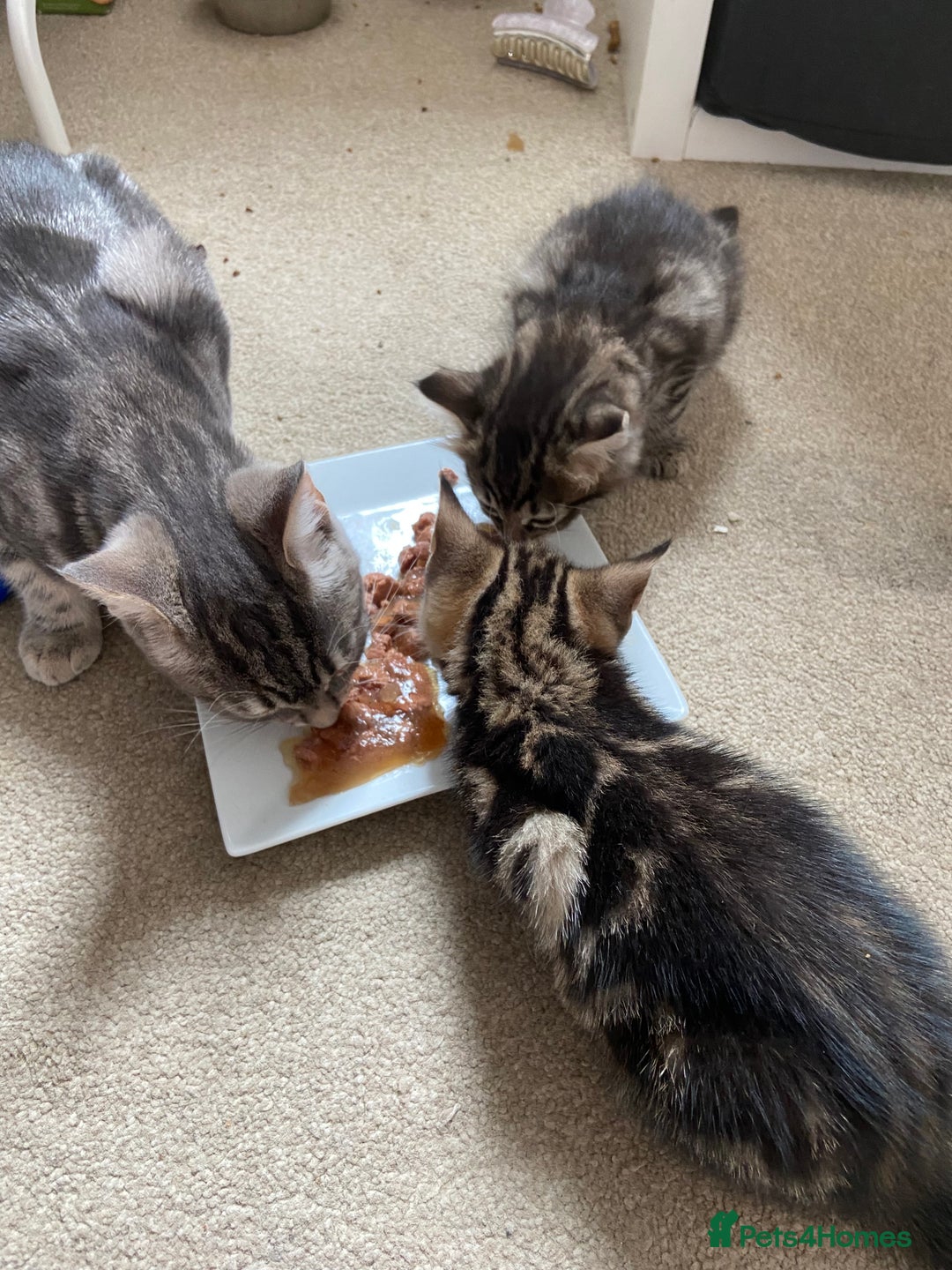 Mixed Breed cats for sale: Gorgeous tabby kittens (ONLY 1 LEFT) - Image 26