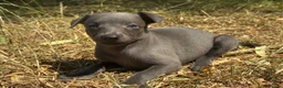 Whippet dogs for sale: KC REG BLUE WHIPPETS BVA AND HEART TESTED PARENTS - Advert 26