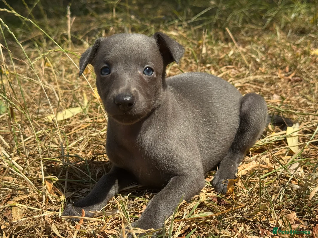Whippet dogs for sale: KC REG BLUE WHIPPETS BVA AND HEART TESTED PARENTS - Advert 26