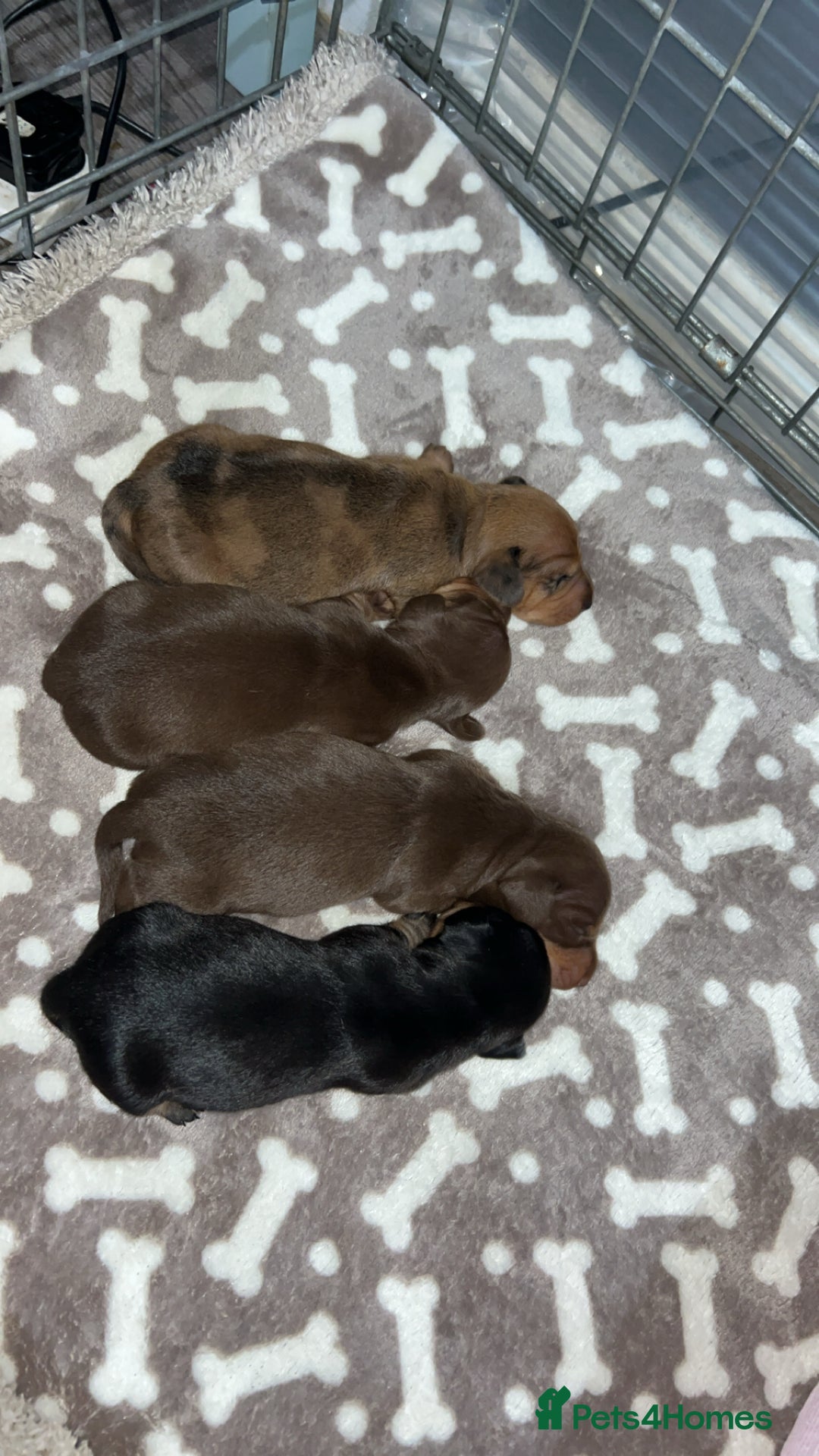 Miniature Dachshund dogs for sale: Miniature dachshund 🐶🩷🩵 - Advert 9