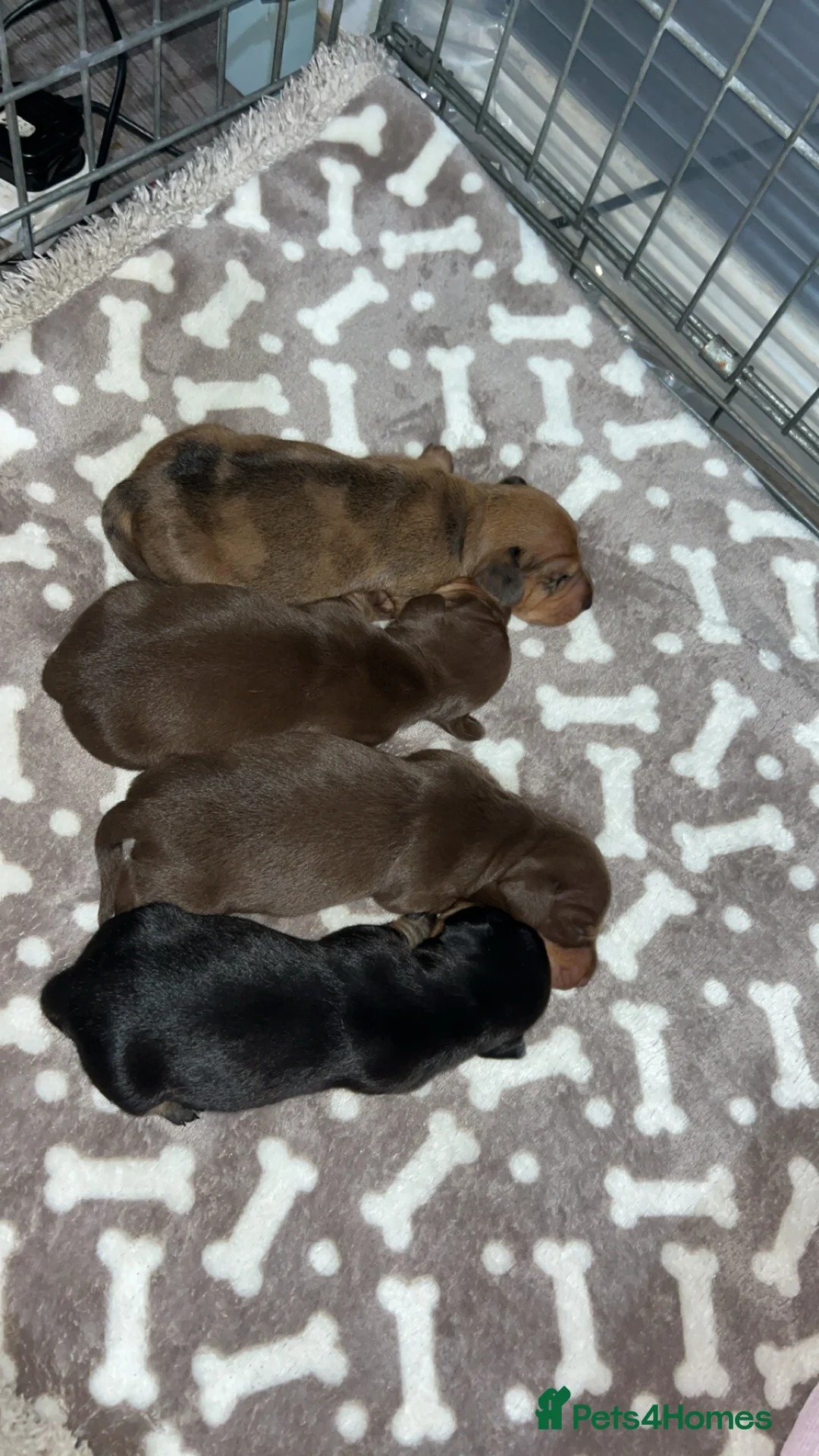 Miniature Dachshund dogs for sale: Miniature dachshund 🐶🩷🩵 - Advert 9