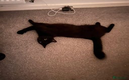 Domestic Shorthair cats for adoption: Binx, 1 year old neutered male  - Image 2