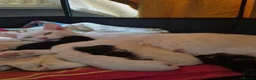 Mixed Breed cats for sale: Three lovely kittens needing forever homes. - Advert 2