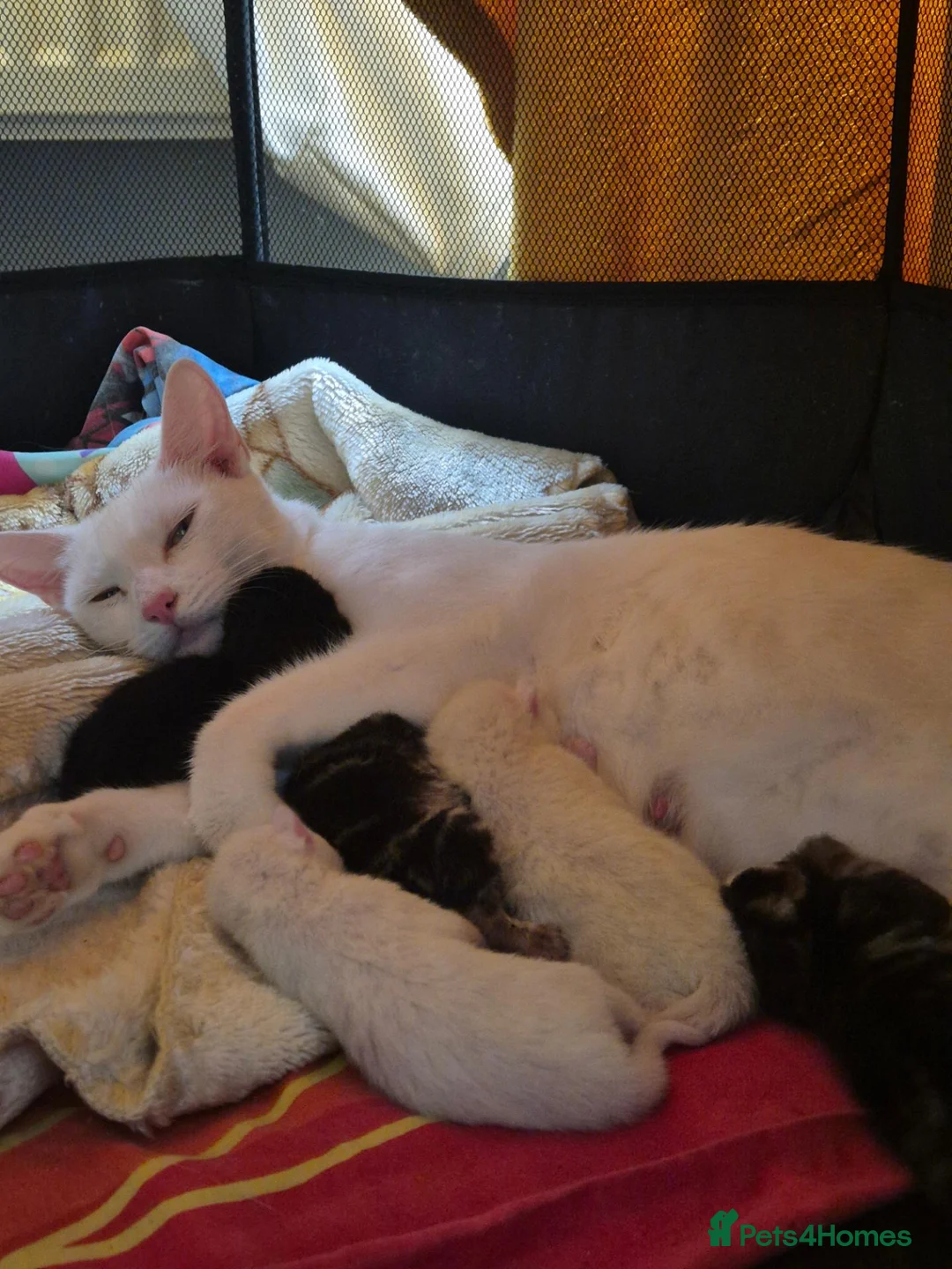 Mixed Breed cats for sale: Three lovely kittens needing forever homes. - Advert 2