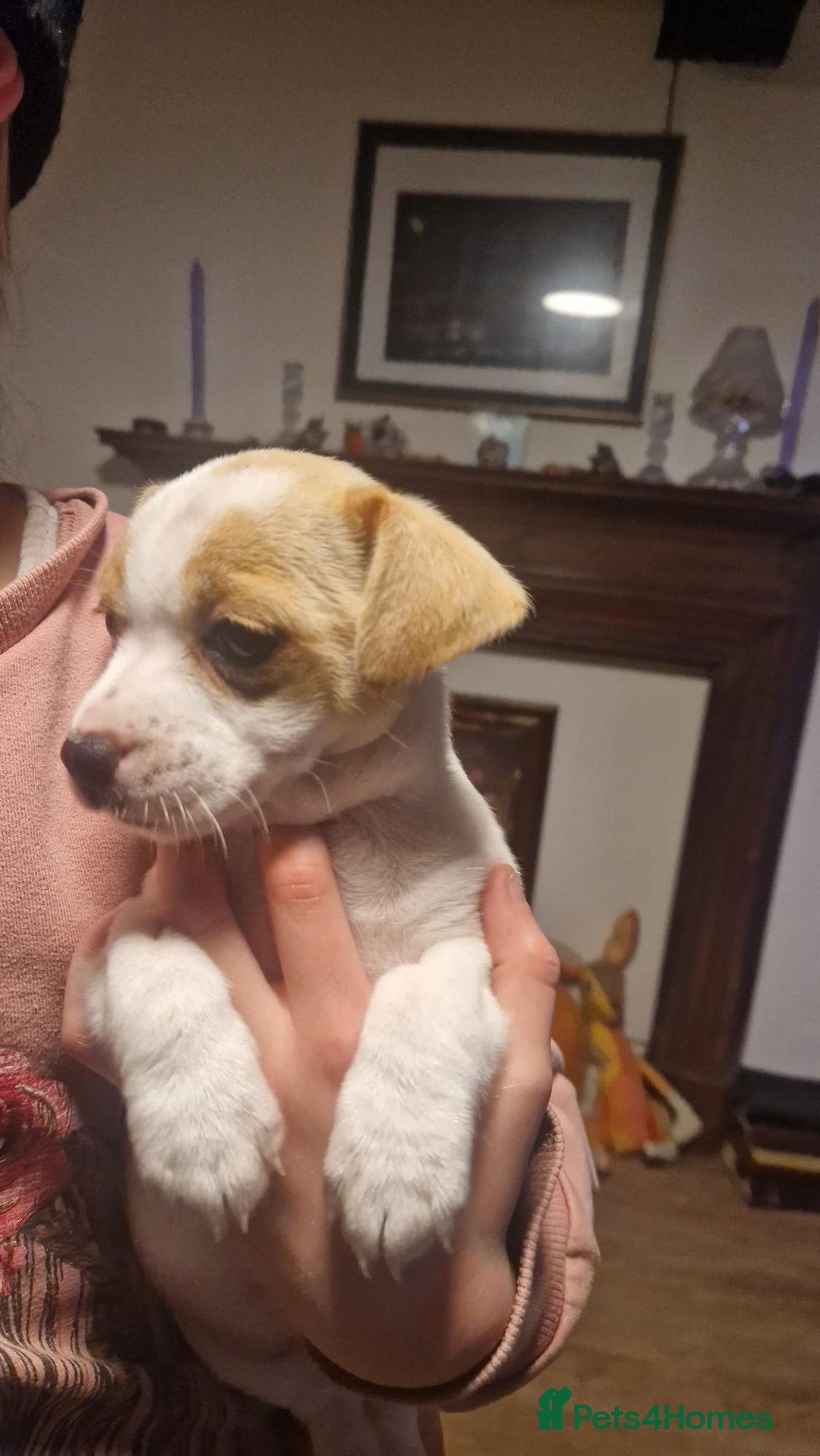 Mixed Breed dogs for sale: Jack Russell x Chihuahua puppies - Image 5