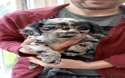 Cocker Spaniel dogs for sale: Stunning cocker spaniel litter  - Image 23