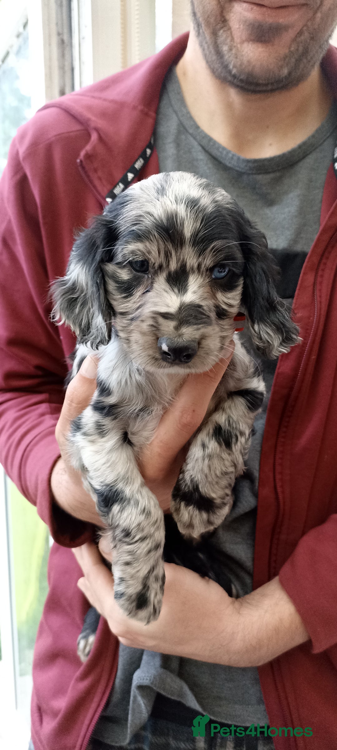 Cocker Spaniel dogs for sale: Stunning cocker spaniel litter  - Image 23