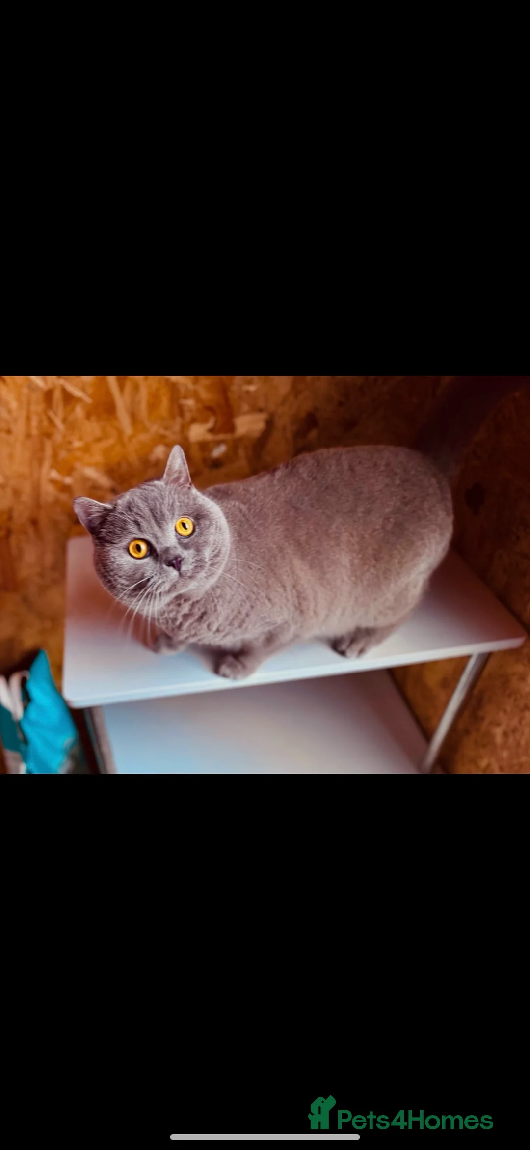 British Shorthair cats for stud: Lilac BSH Stud – GCCF & TICA Active Registered in Preston - Advert 2
