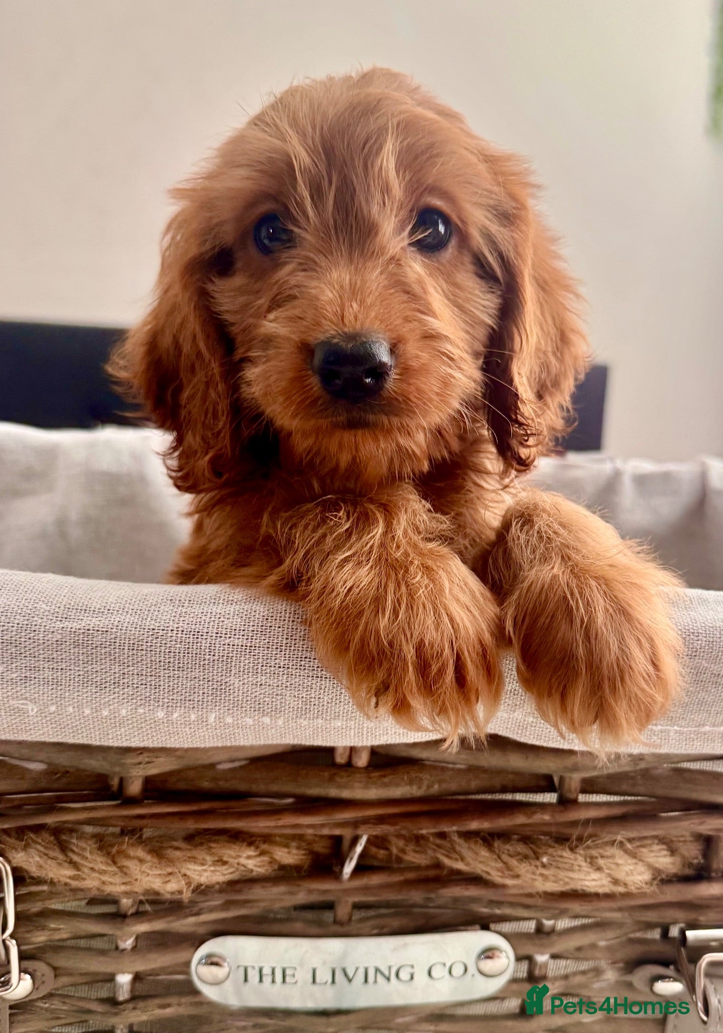Cockapoo dogs ONLY 3 REMAINING STUNNING  COCKAPOO PUPPIES - Advert 1