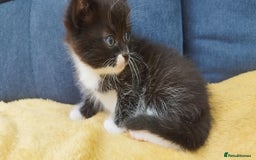Ragdoll cats for sale: Half Ragdoll - one boy and four girls - Image 11