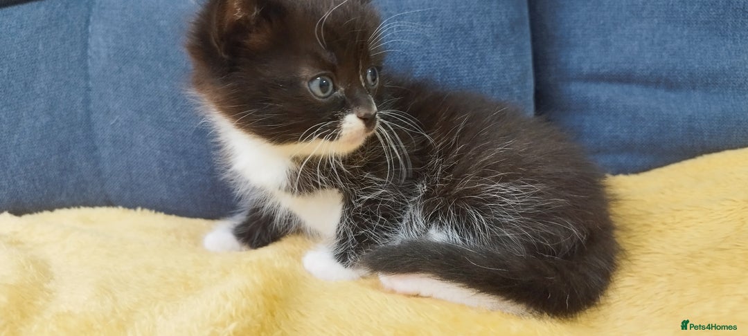 Ragdoll cats for sale: Half Ragdoll - one boy and four girls - Image 11