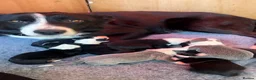 Border Collie dogs for sale: Border Collie Puppies Slate Blue & traditional. - Advert 3