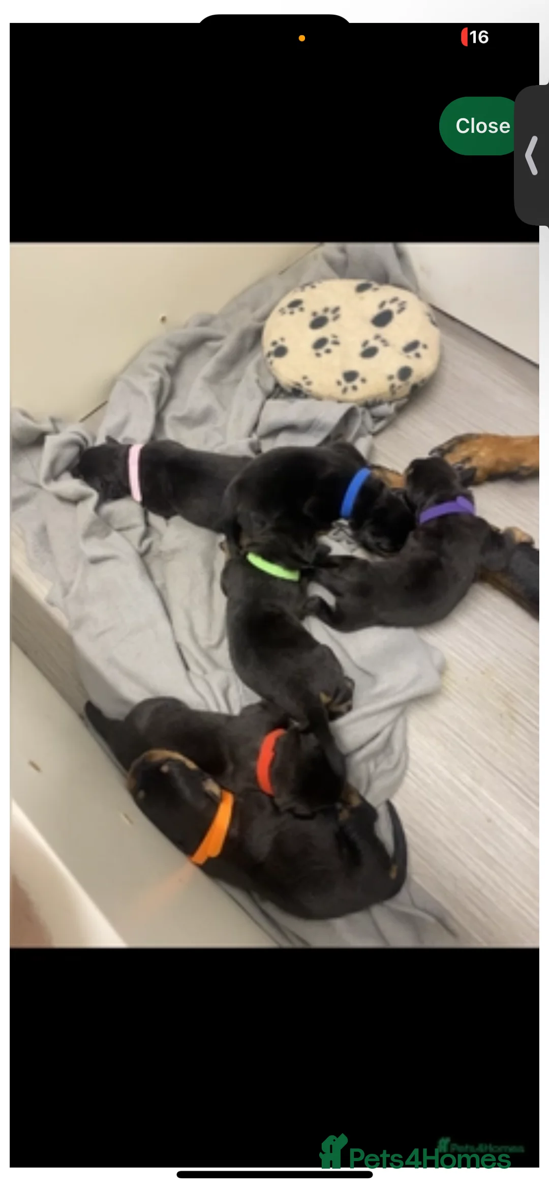 Rottweiler dogs for stud: Rottie male for stud in Ayr - Advert 16