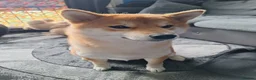 Japanese Shiba Inu dogs for sale: 1 Year & 7 Months Old Shiba Inu in Clydebank - Advert 7