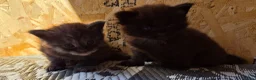 Maine Coon cats for sale: 1 Boy 1 Girl TAKE HOME TODAY - Advert 6