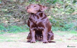 Labrador Retriever dogs for stud: Gorgeous chocolate Labrador  - Image 7