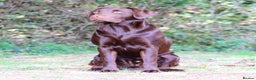 Labrador Retriever dogs for stud: Gorgeous chocolate Labrador  - Advert 7