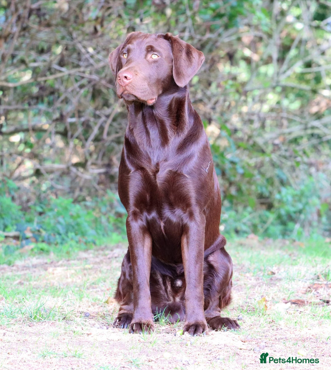 Labrador Retriever dogs for stud: Gorgeous chocolate Labrador  - Image 7