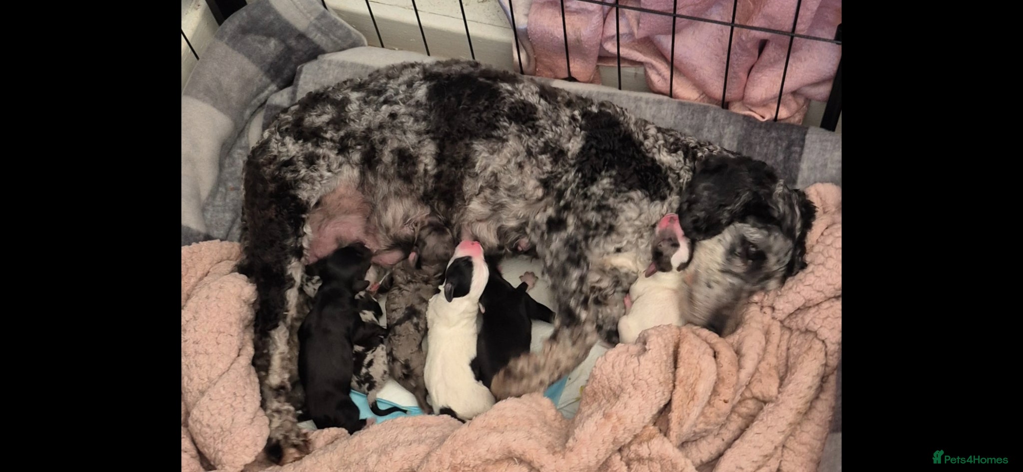 Cockapoo dogs Stunning Cockapoo Litter - Advert 10