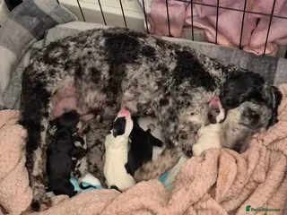 Cockapoo dogs Stunning Cockapoo Litter - Advert 10