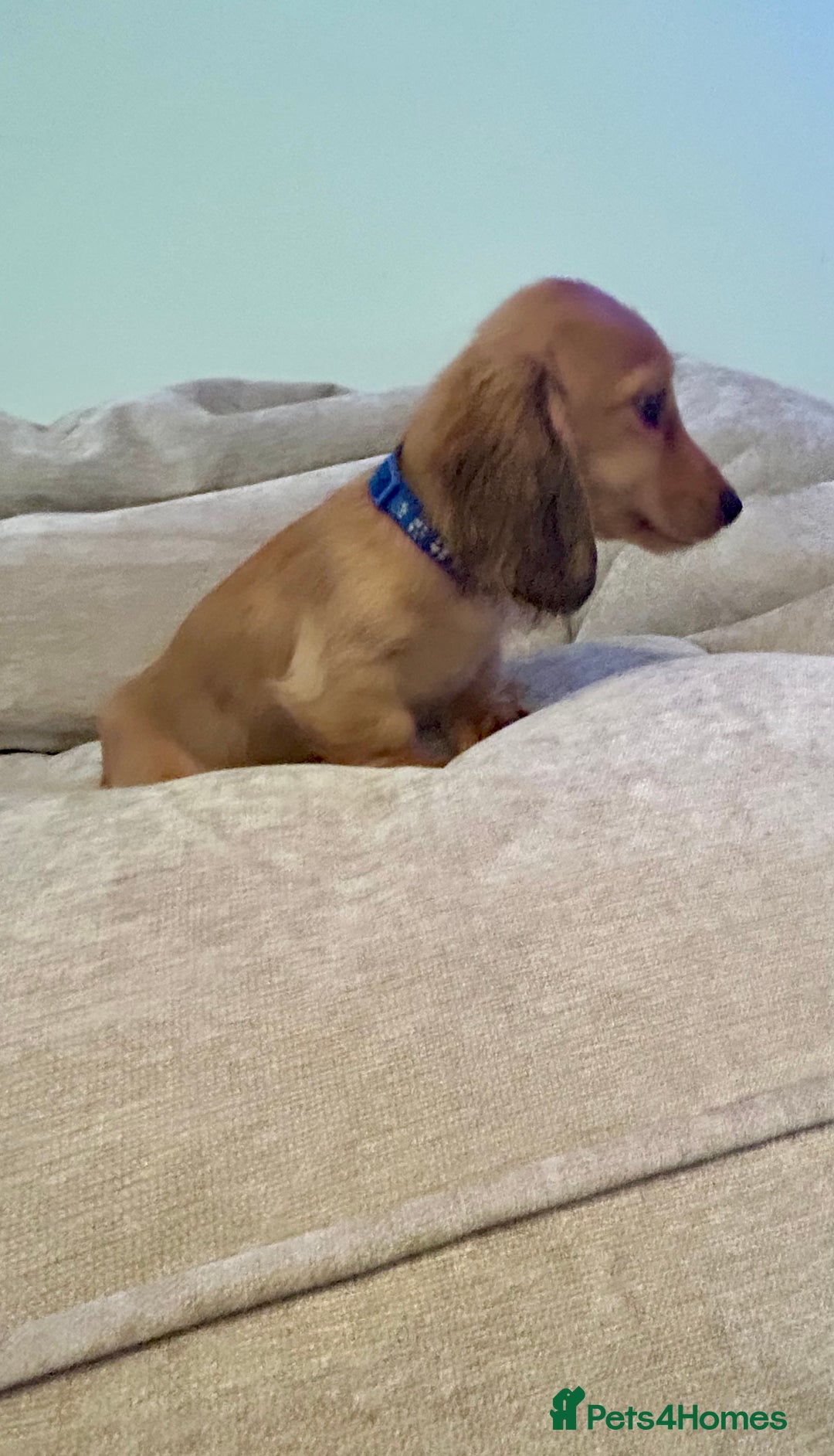 Miniature Dachshund dogs for sale:  LAST ONE - Long Haired Miniature Dachshund - Image 10