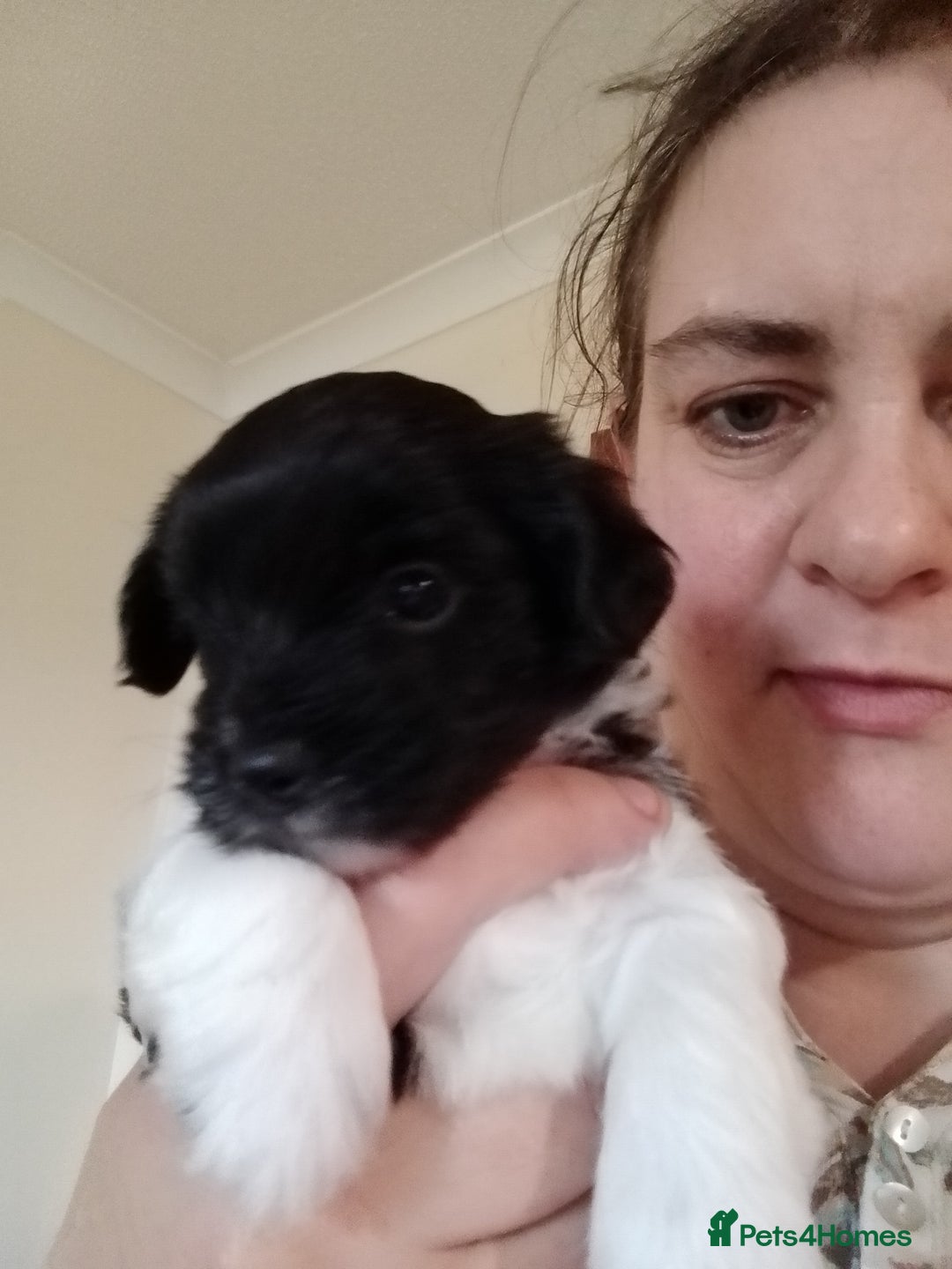 Mixed Breed dogs for sale: Toy Poodle X Biewer Terrier  - Image 6