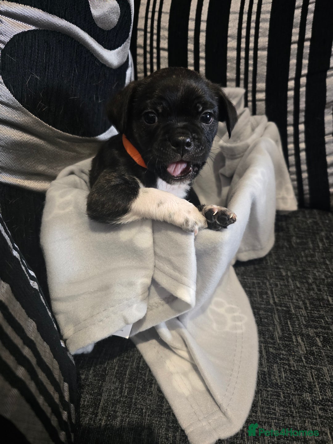 Mixed Breed dogs for sale: Puppy chugs 4 boys  - Image 35