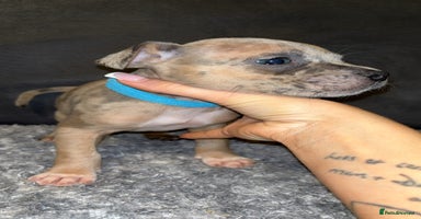 Mixed Breed dogs ‼️‼️ STAFF x FRENCH BULLDOG ‼️‼️ - Advert 7