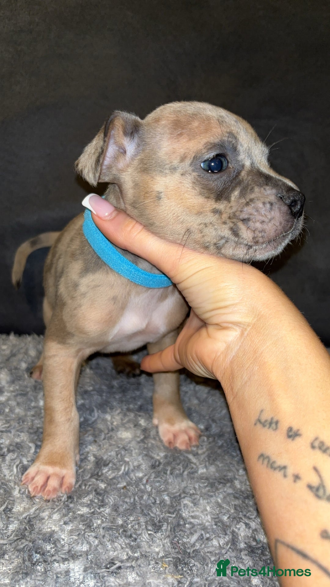 Mixed Breed dogs for sale: ‼️‼️ STAFF x FRENCH BULLDOG ‼️‼️ - Image 7