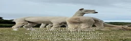 Alpaca livestock for sale: BAS registered breeding female Alpacas  - Advert 9