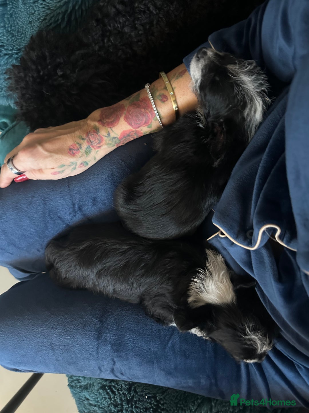 Chipoo dogs for sale: Chihuahua toy poo cross - Advert 11