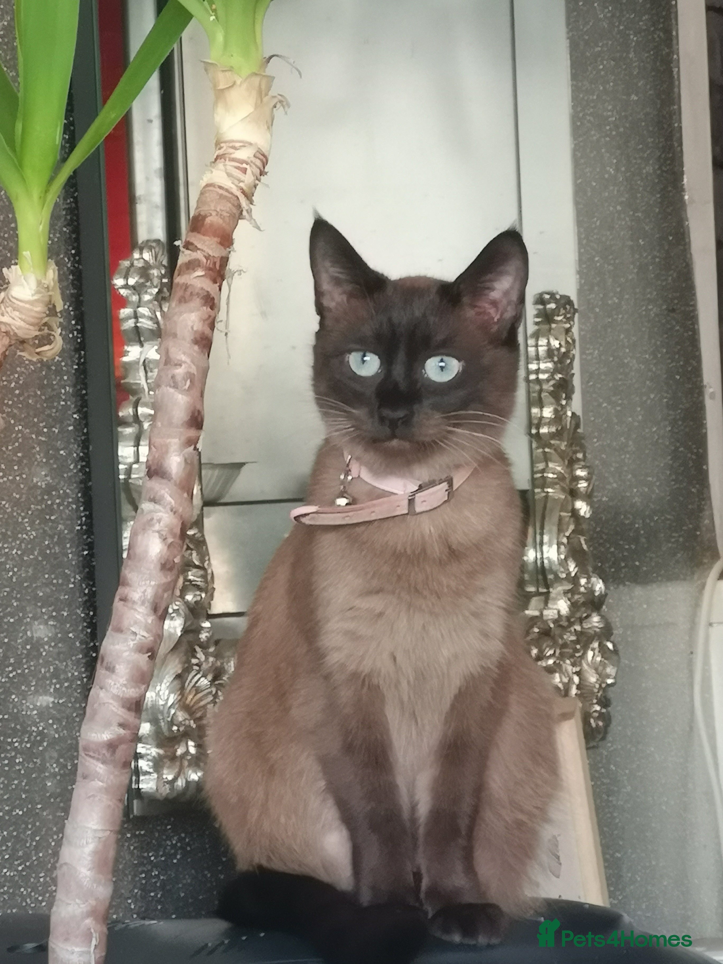 Mixed Breed cats One boy and one girl  - Advert 2