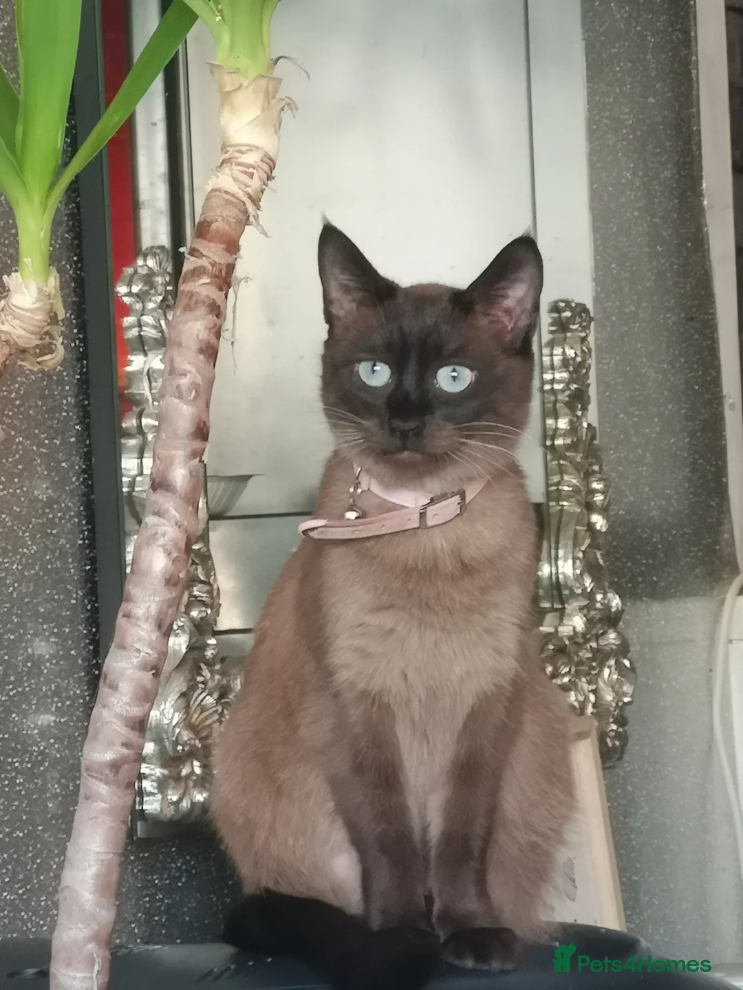 Mixed Breed cats for sale: One boy and one girl  - Advert 1