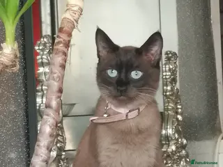 Mixed Breed cats One boy and one girl - Advert 1