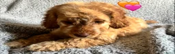 Cockapoo dogs for sale: 🐾 Stunning Litter of 8 Cockapoo Puppies! 🐾 - Advert 10