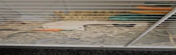 Hamster rodents for sale: Syrian hamster with set up - Advert 9