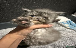 Persian cats for sale: 4 stunning persian kittens  - Image 7