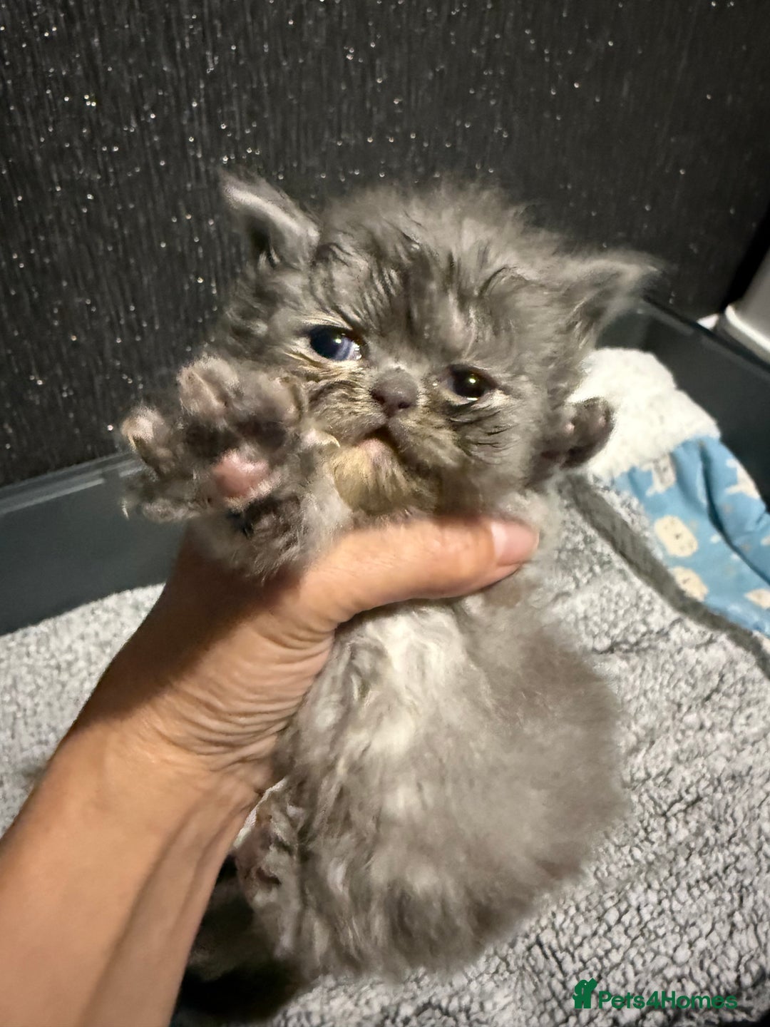 Persian cats for sale: 4 stunning persian kittens  - Image 7