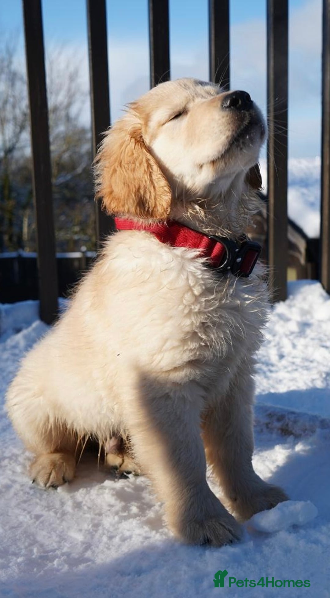 Golden Retriever dogs for sale: KC Fully Trained Golden Retriever Puppies - Advert 10