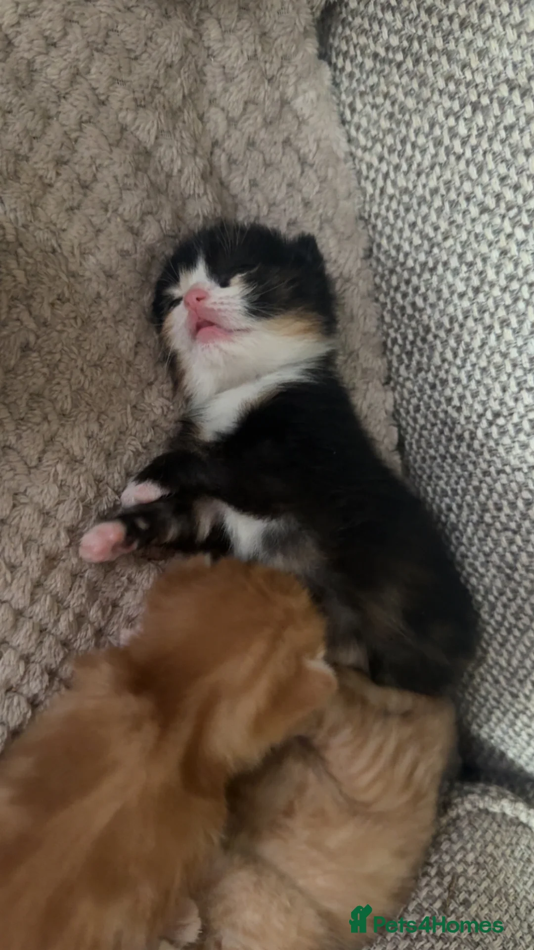 Mixed Breed cats for sale: Female calico kitten for sale - Advert 2