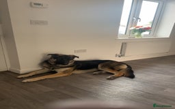 Shepsky dogs for sale: 22 month old Shepsky  - Image 2