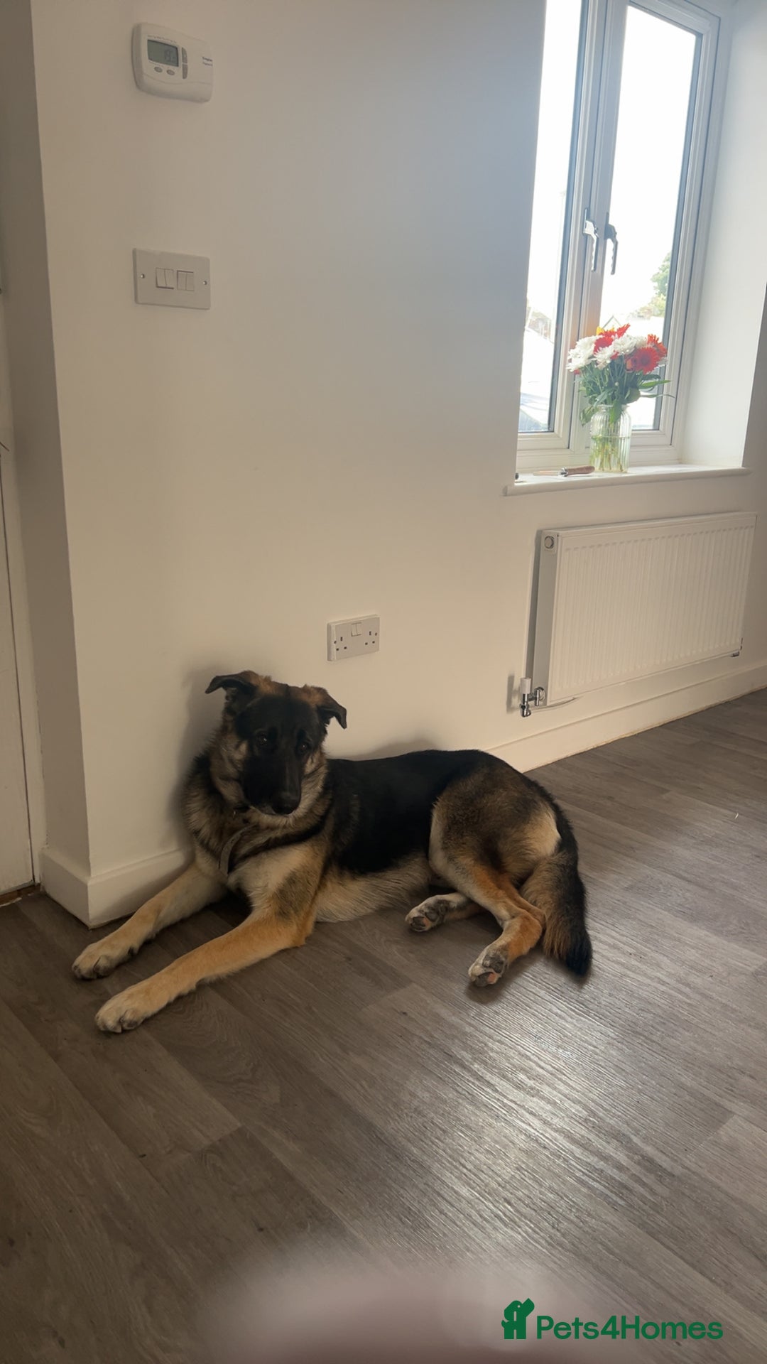 Shepsky dogs for sale: 22 month old Shepsky  - Image 2