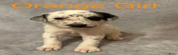 Mixed Breed dogs for sale: Pyrematian puppies - Advert 27